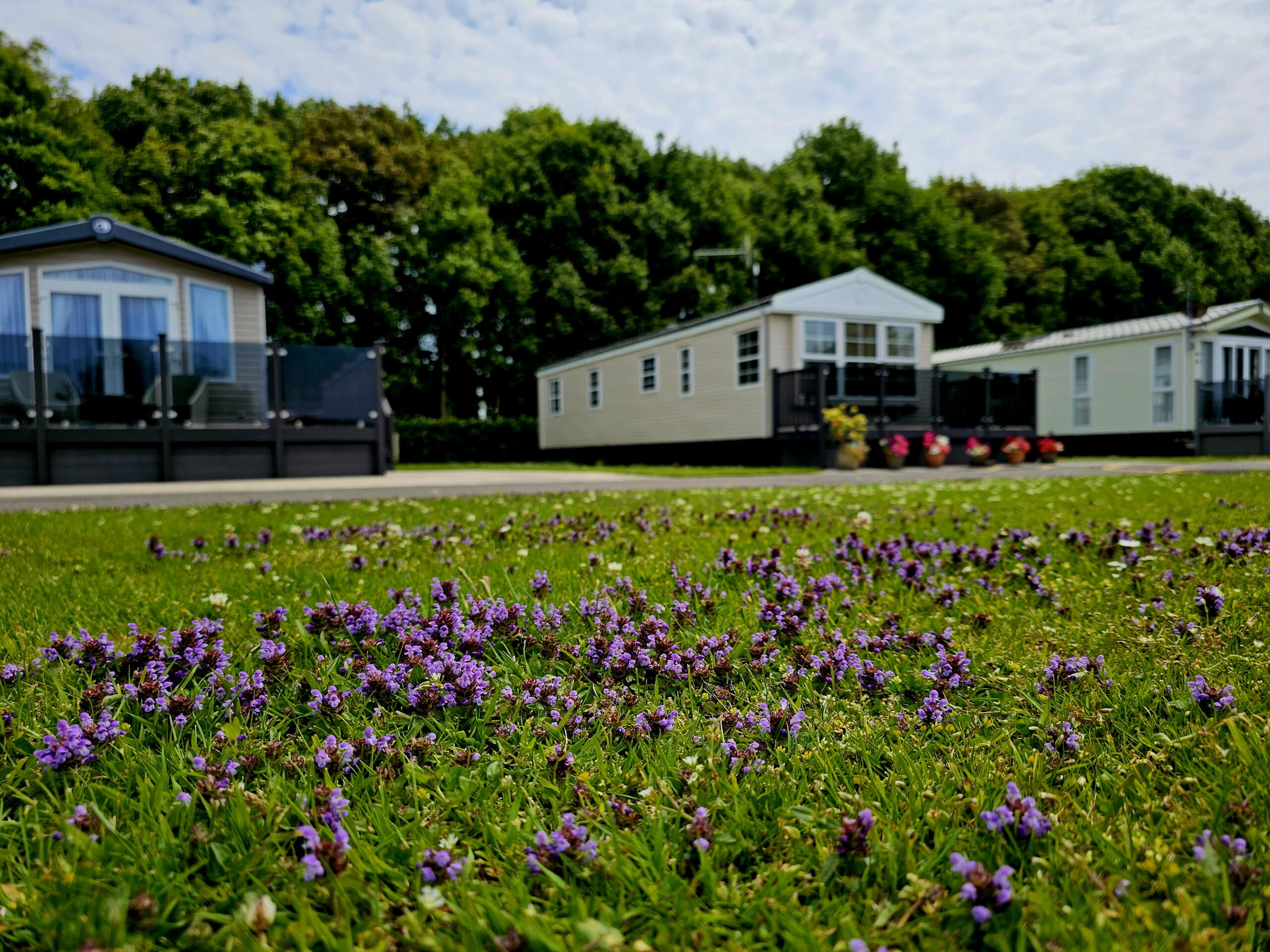 mobile homes with green fields a purple wildflowers in the foreground