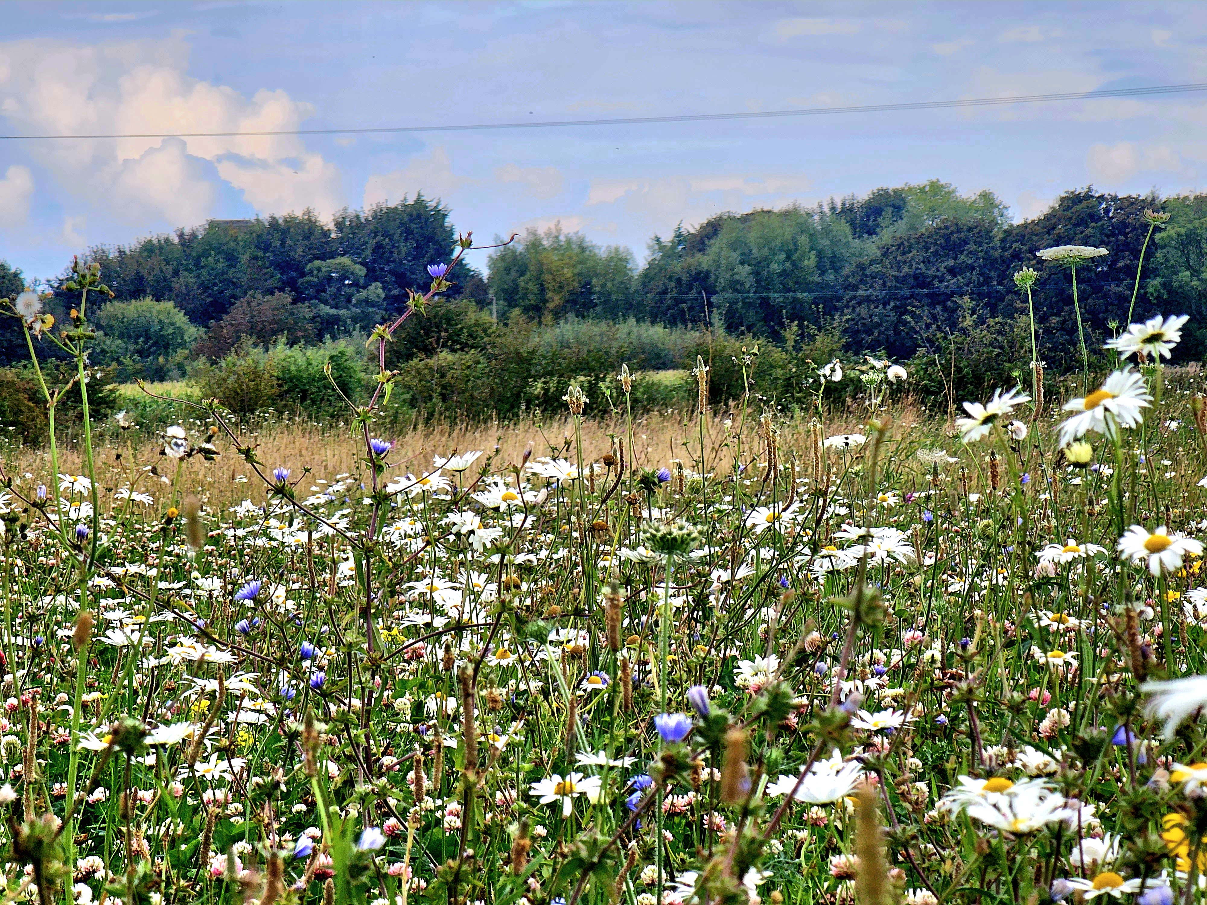 Fold House Park with blue skies and wildflowers in fields
