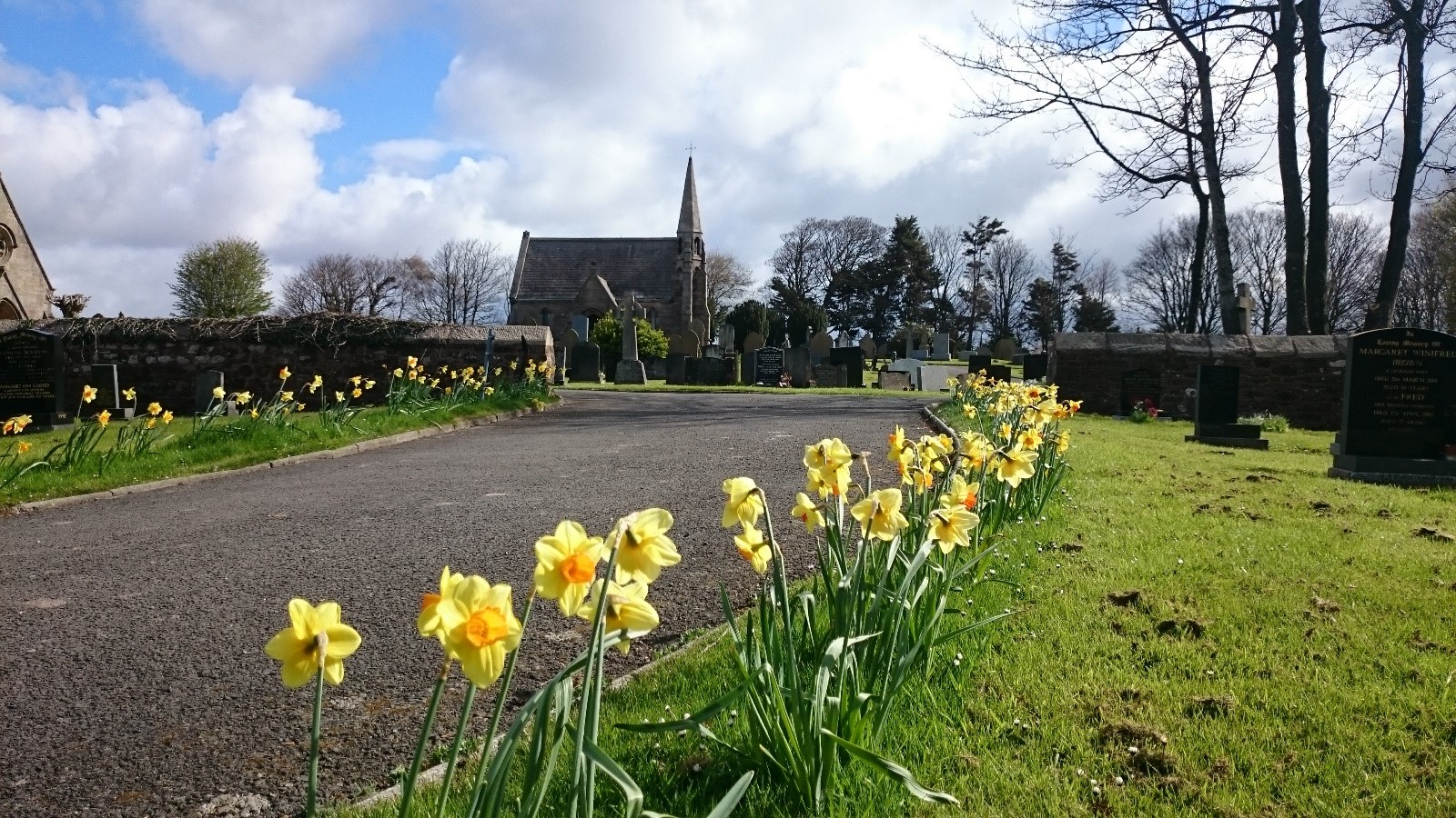Cemetery in Springtime with daffodils